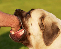 Mordeduras de perro