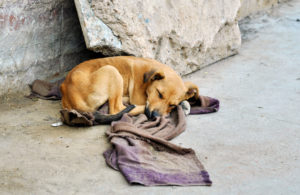 Calor,  frío y maltrato animal